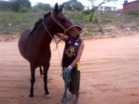 homem transado com égua|Vídeo: Homem é pego transando com égua e apanha da dona。